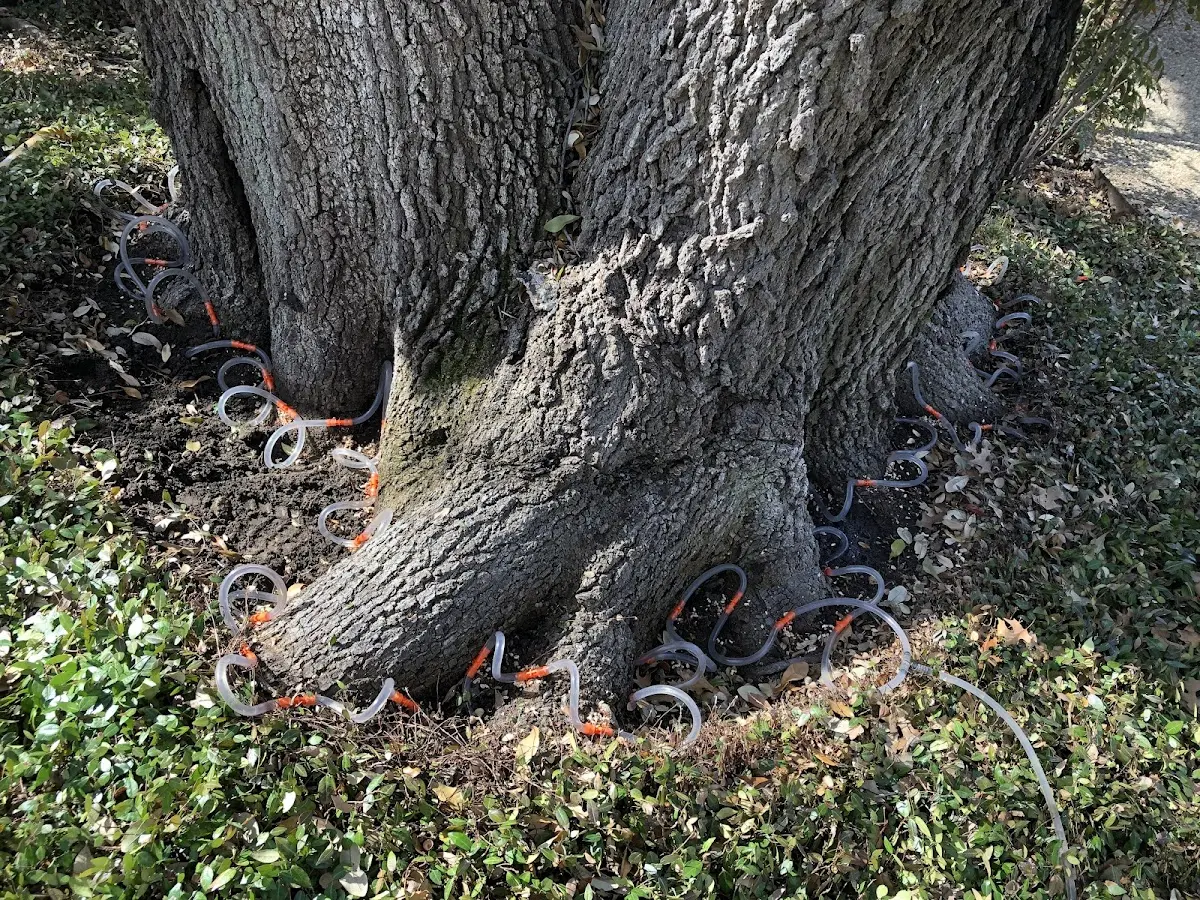 Detailed Tree Cabling and Bracing job site in Oceano
